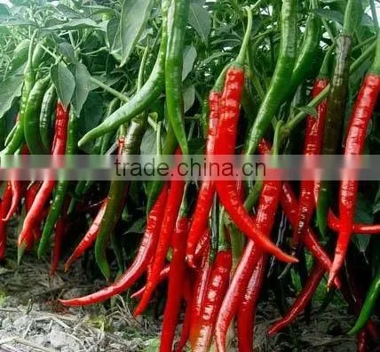 we supply red chilli