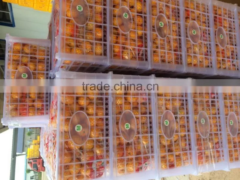 names of fruit products mandarin orang with complete price