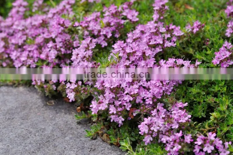 OEM/ODM Pure Thyme Essential Oil therapeutic grade for aroma massage oil