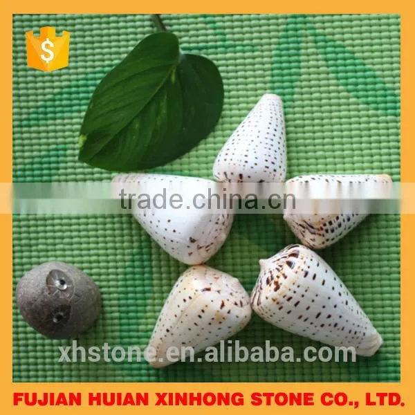 new arrival top sale popular fashion shell in 2015