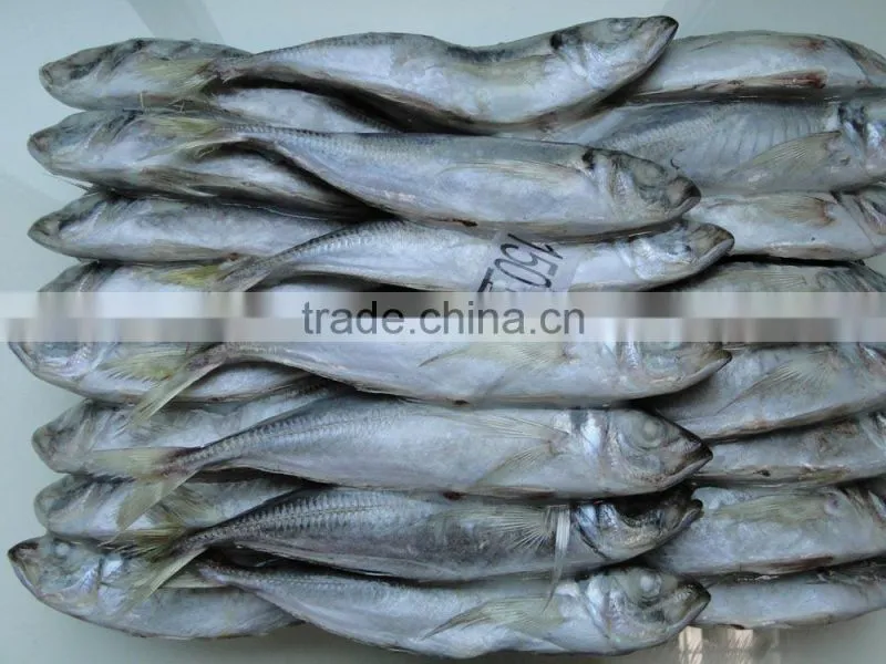 Best Price Frozen Horse Mackerel Fish