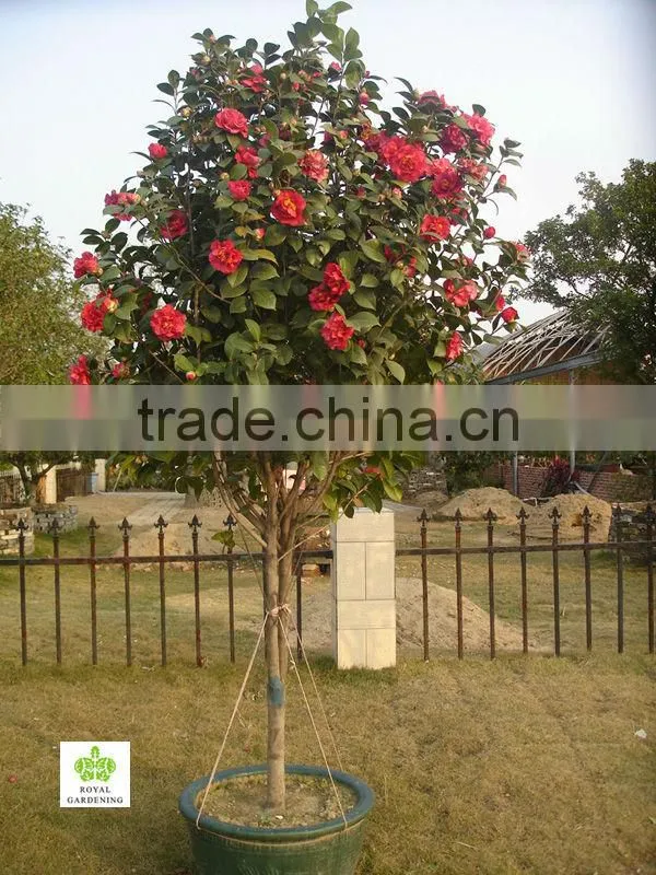 Camellia japonica