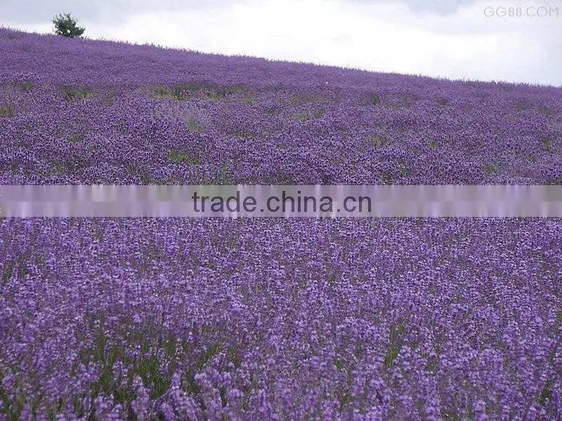 lavender bath gel