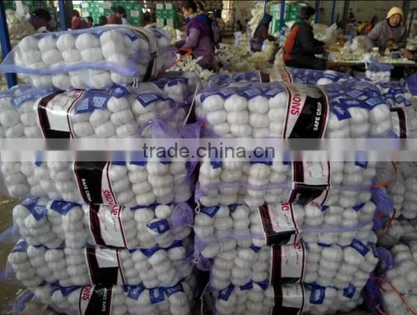 Red garlic with lowest price 2016