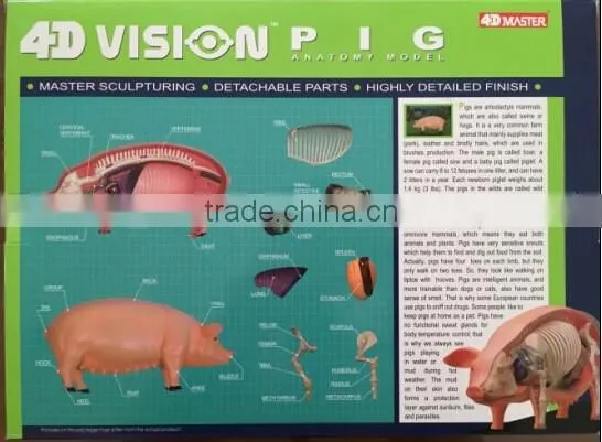 V-AM057 4D MASTER Pig specimens anatomical model