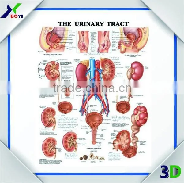 3D Anatomical Chart--- Ear, Nose and Throat (ENT)