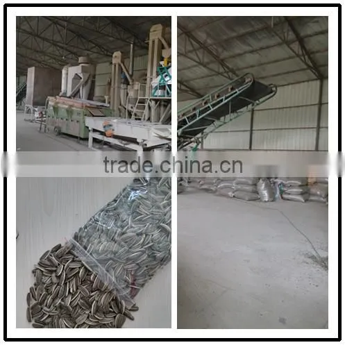 inner mongolia sunflower seeds 5009 long shape