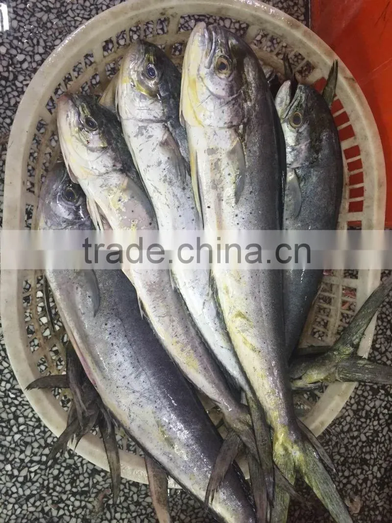 High quanlity Frozen Mihi Mhi fillet for sale