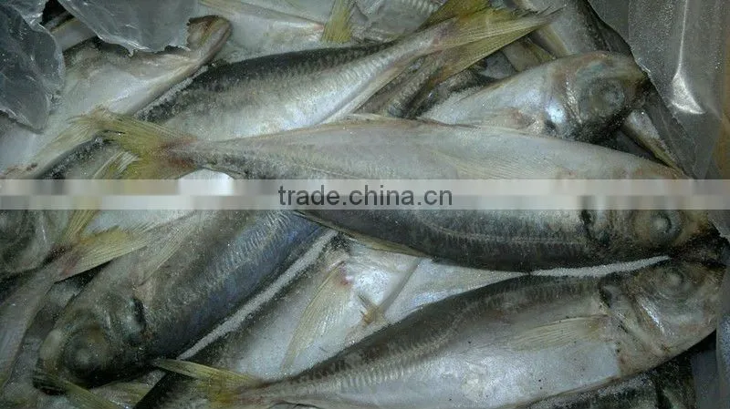 Frozen fish supplier at China