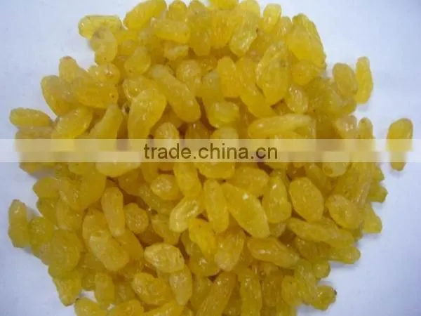 all types of green raisin golden raisin sultana raisin