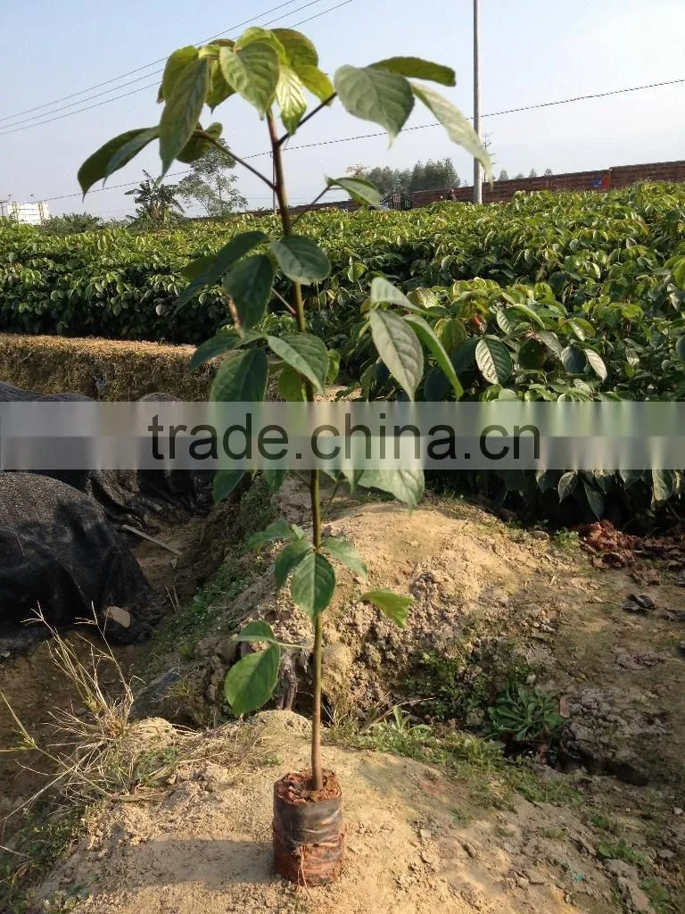 Cerasus sp. seedling