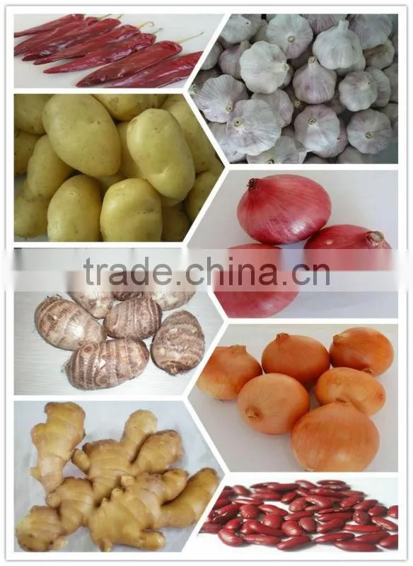 Authenticated GAP/HALAL Chinese frozen taro root plant