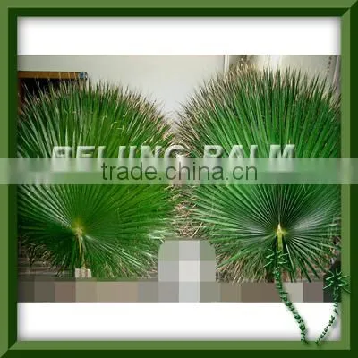 dry palm frond,preserved palm frond,artificial leaf