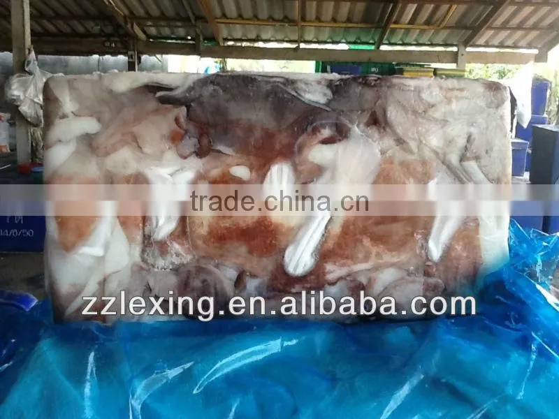 frozen giant squid neck