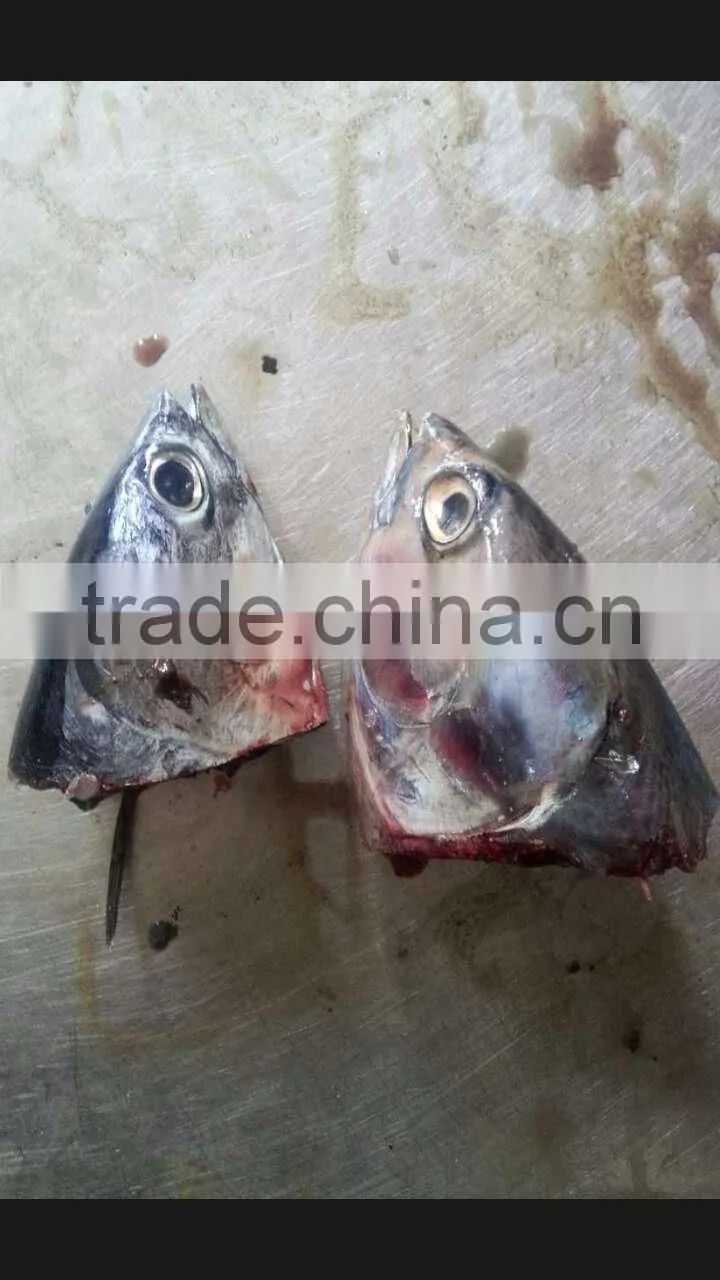 2015 frozen bonito head for bait