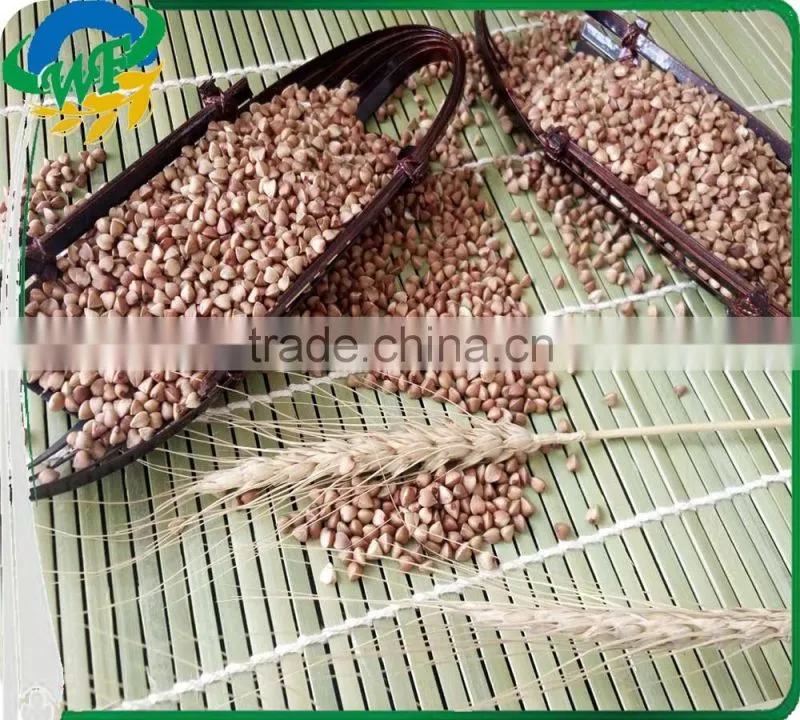 Chinese non gmo new crop Roasted Buckwheat Kernel for georgia wholesale
