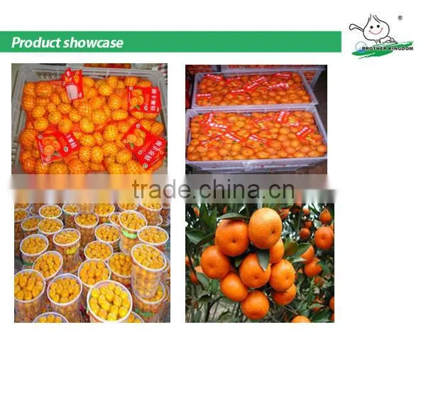 Mandarin orange/Fresh mandarin orange/ Fresh Orange