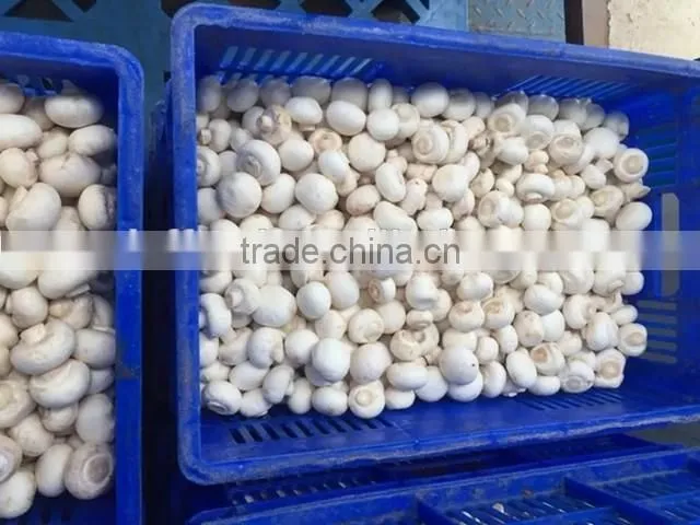IQF frozen button mushroom