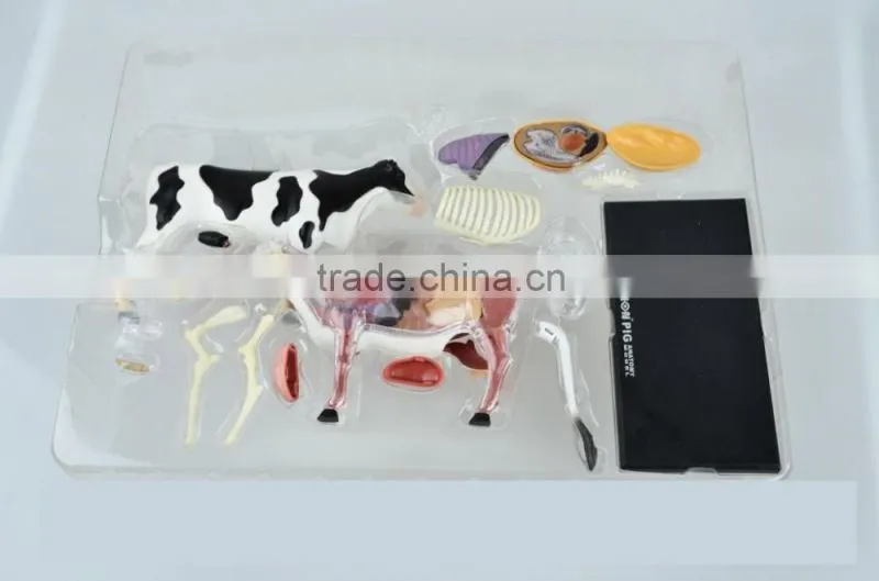 V-AM048 4D MASTER Cow specimen anatomical model