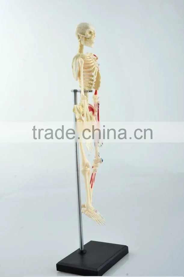 V-HM01 4D MASTER Artificial Human bone structure model