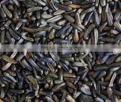 Niger Seeds.