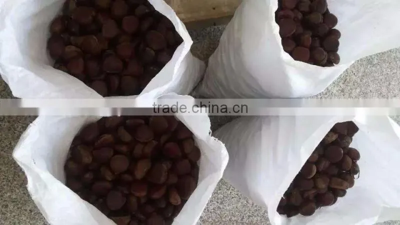 organic water chestnut best quality