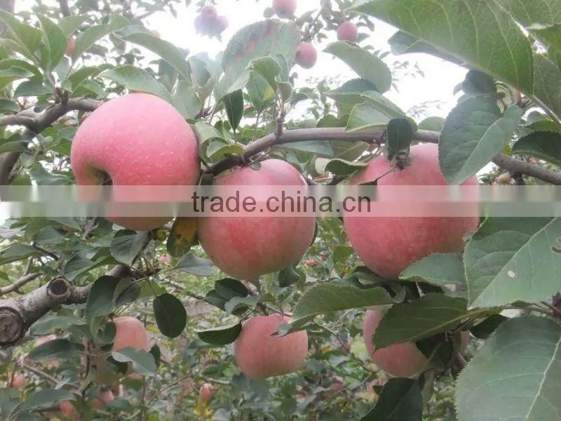 Chinese Fresh Fuji Apple Price
