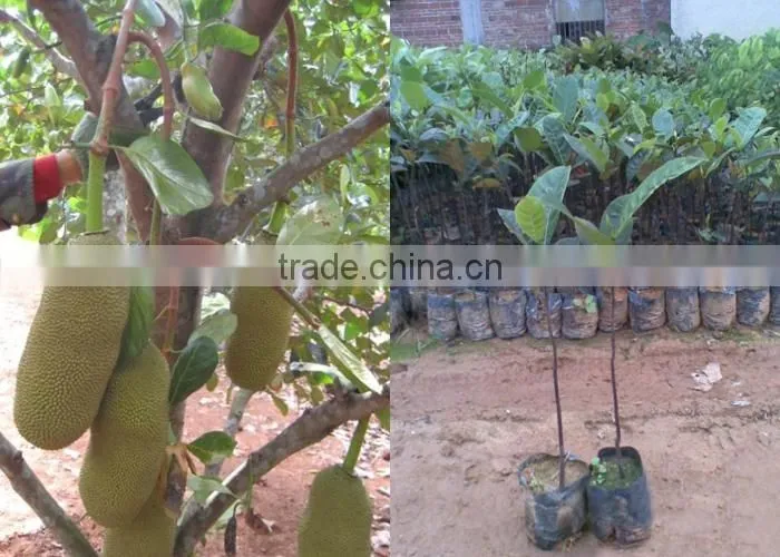 jackfruit trees