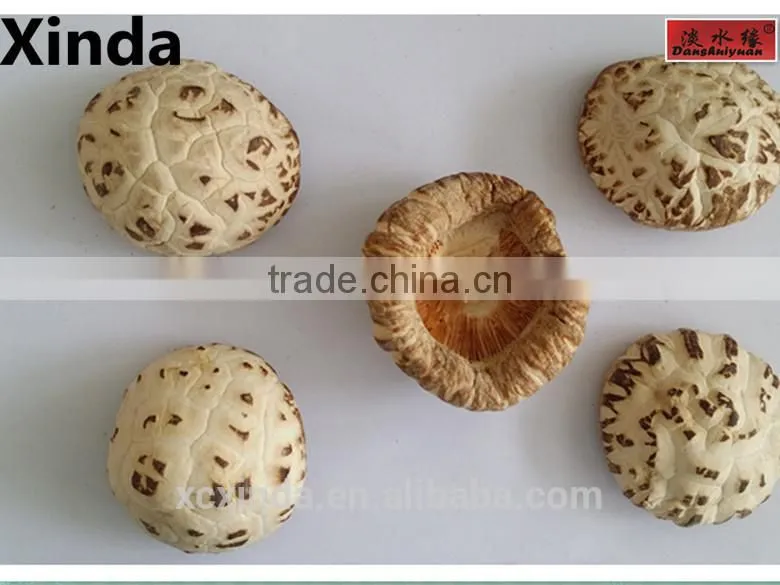 Dried Flower Mushroom Brown