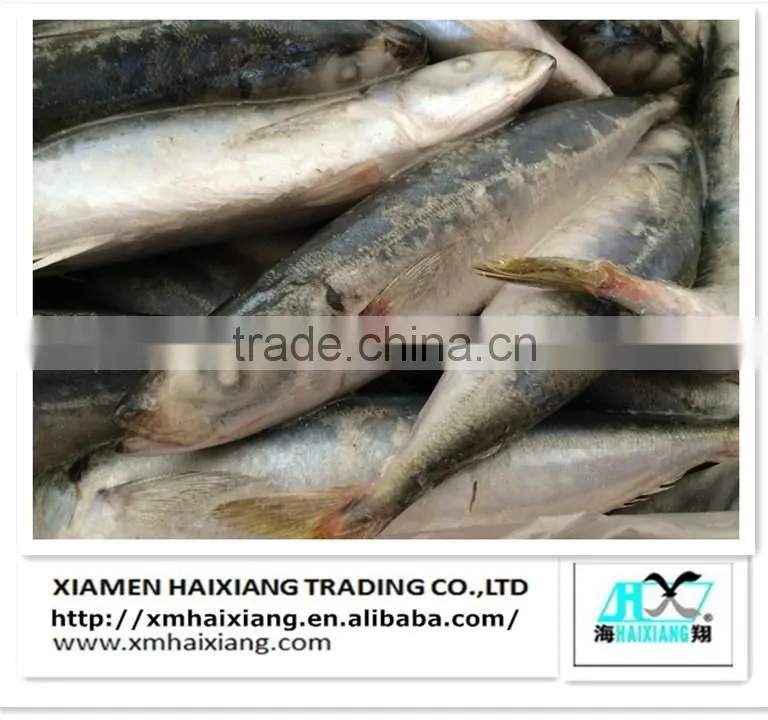 Frozen seafood-Bonito tuna in China