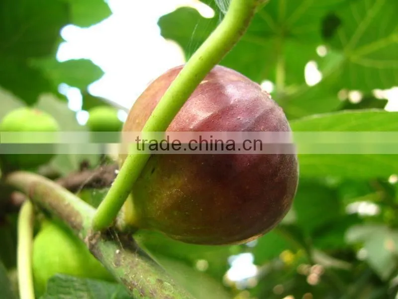 Fig Multiple layer continuous type mesh belt dryer