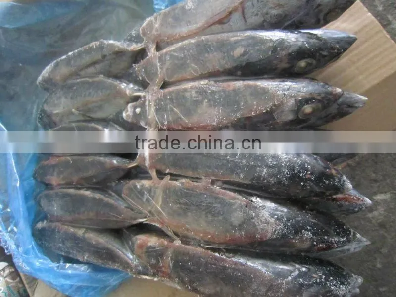 frozen bonito fish