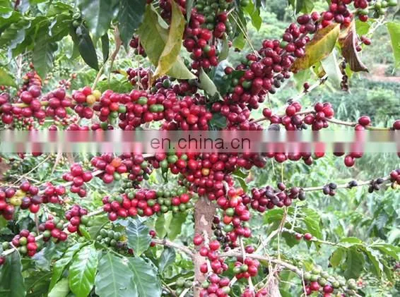 Coffee bean peeling machine in shellers/Cocoa Beans Peeling / PeelerMachine/coffee bean skin peeling machinery
