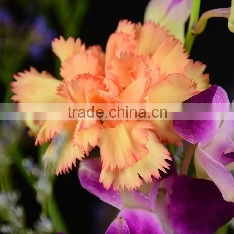 Top grade Carnival cheap flower single stem carnation