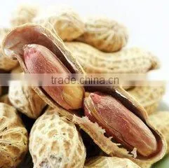 Supply Roasted Peanut in shell with good Quality