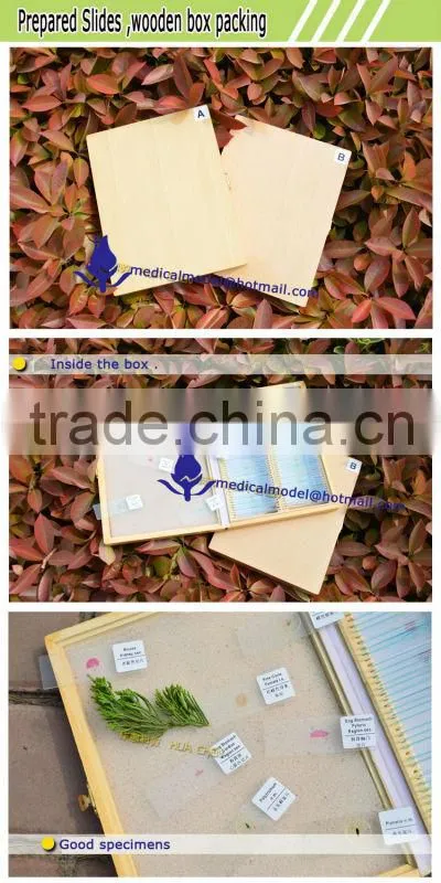 Mineral grinding slides stone section slides rock specimen thin section microscope slide