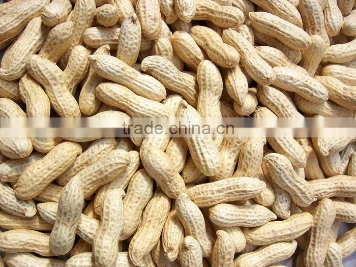 Delicious roasted peanuts in shell for sale