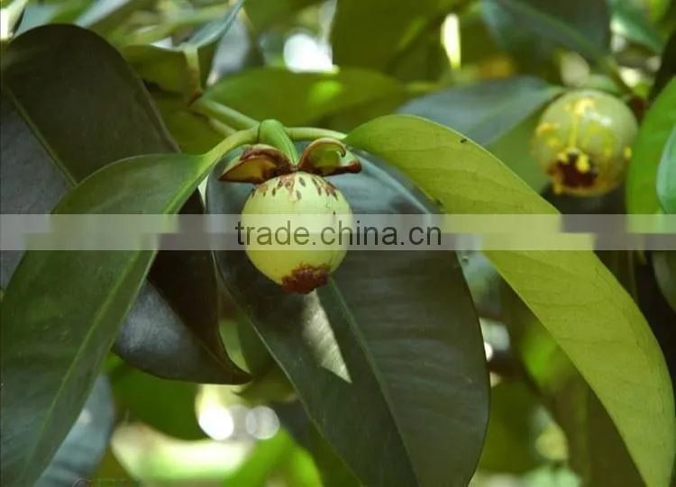Mangosteen fruit seedling