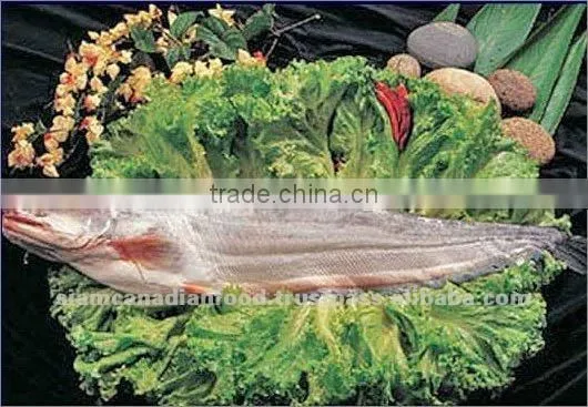 Vietnam High Quality Edible Sea Bass