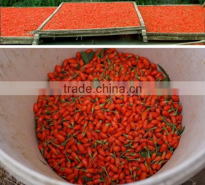 Chinese Organic dried goji berry