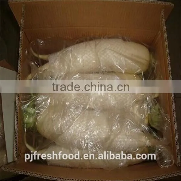 White Radish /green radish wholsale