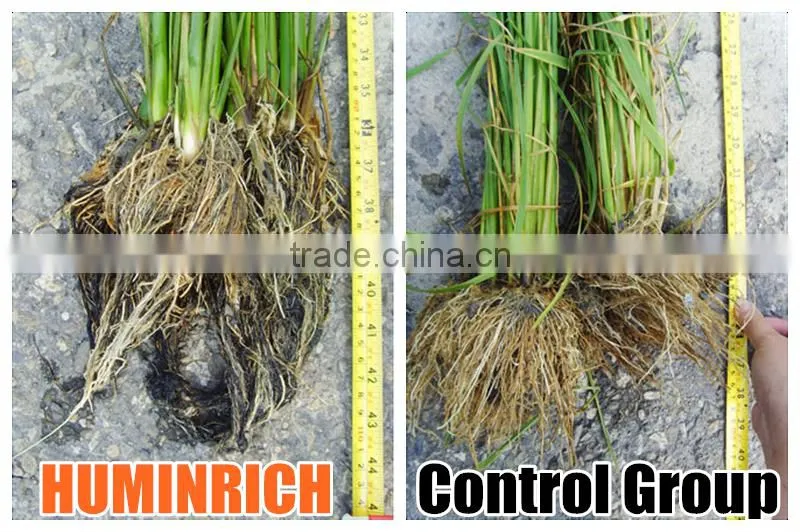 Relationship Between Root Growth And Fertilization Of Fruit Trees