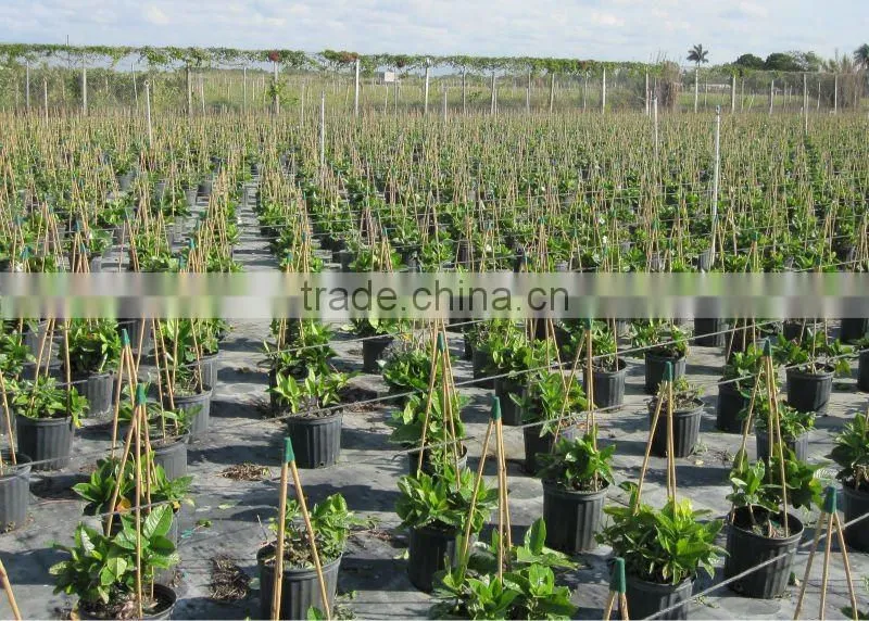 Bamboo tripod Trellis - Bamboo trellis for plant support