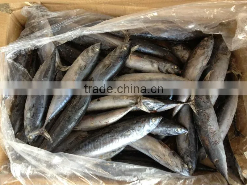 2016 frozen bonito 6-8pcs/kg for canned/market