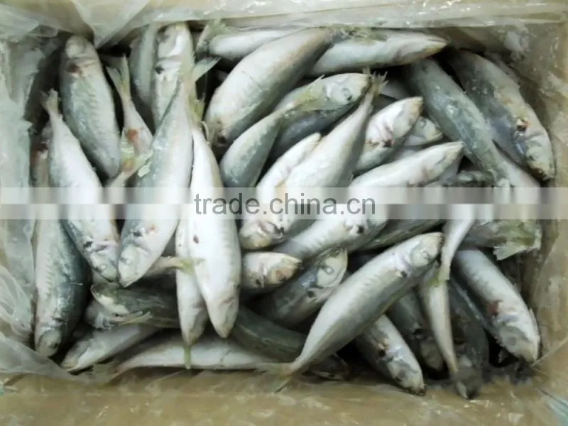 Frozen Round Scad Fish with Size 8-10 for Philippines