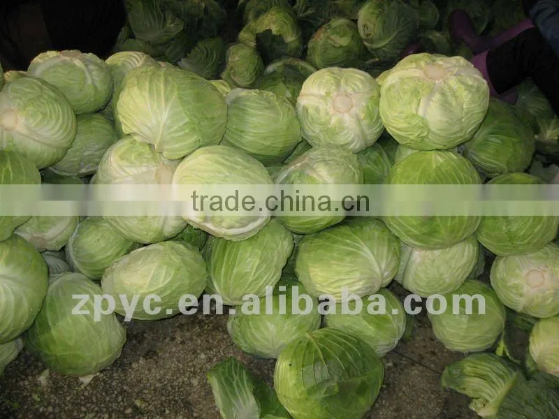 Wholesale price of cabbage