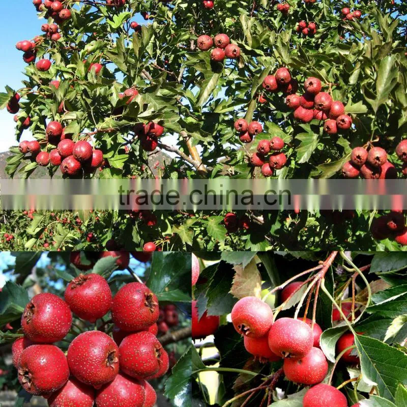 Freeze-dried Organic Hawthorn Berry herbal powder