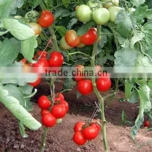 Good quality Hybrid red fruit Tomato seeds for growing- Holland No.4