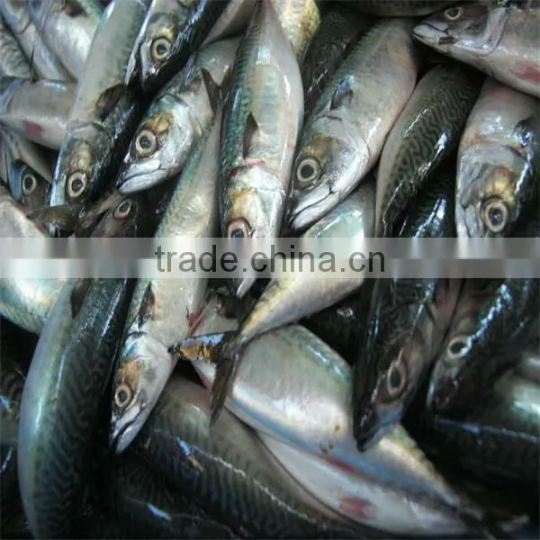 frozen fresh fish