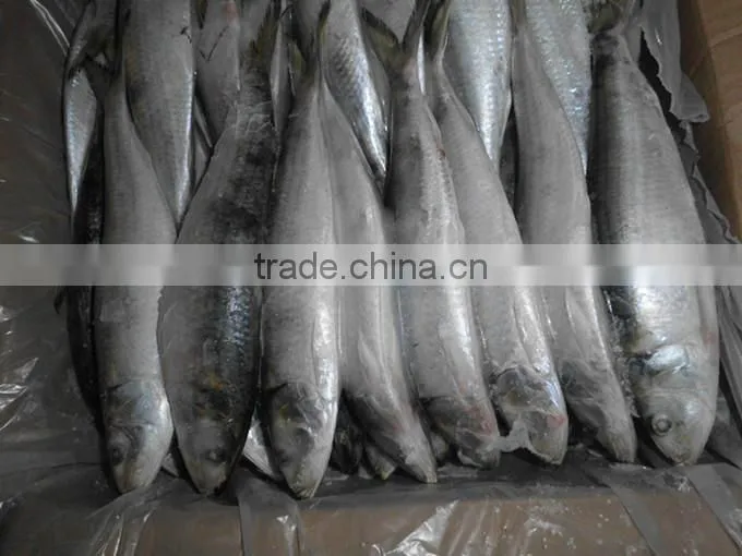 factory hot sales bulk canned sardines Exported to Worldwide